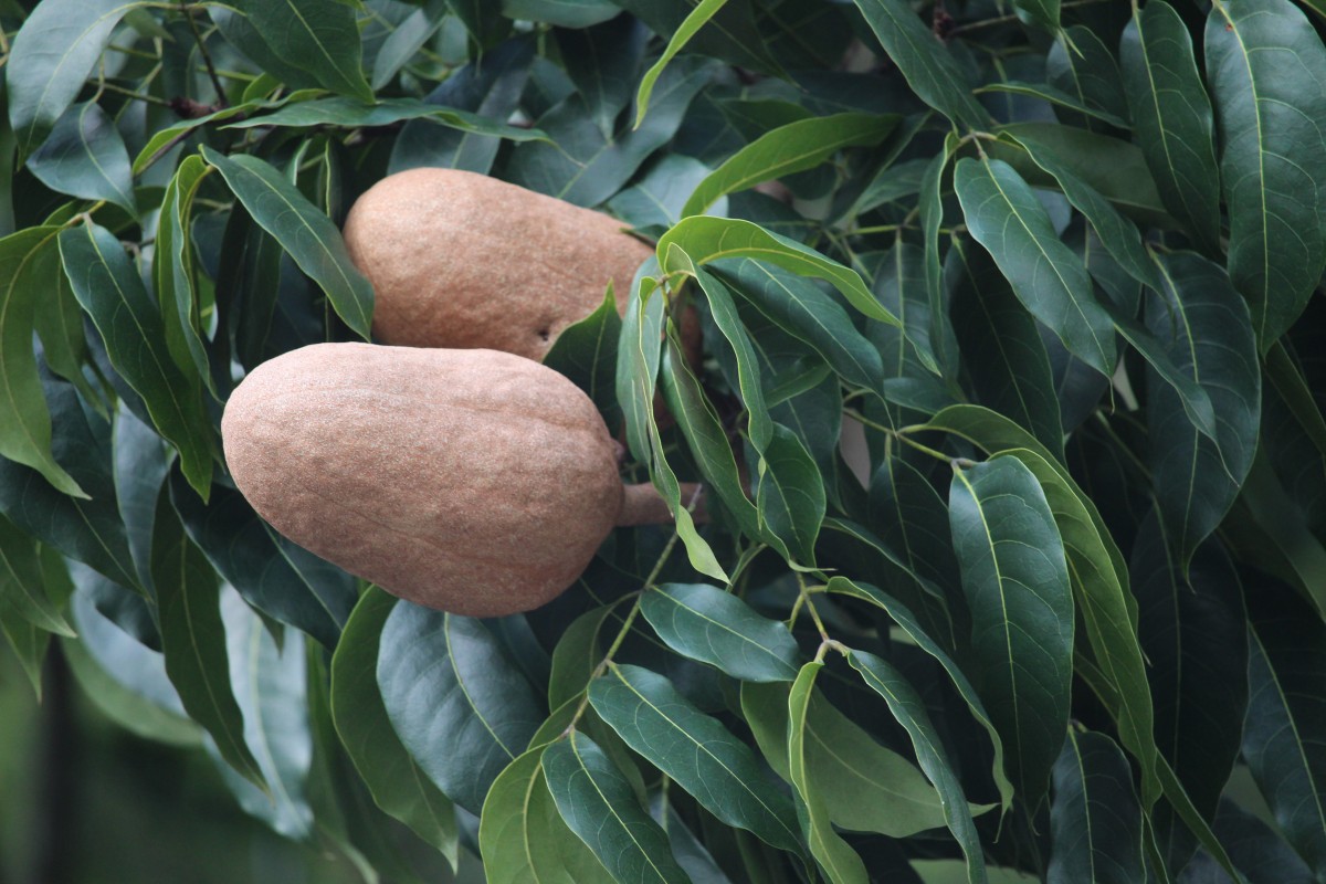 Swietenia macrophylla King